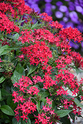 Lucky Star Lipstick Star Flower (Pentas lanceolata 'PAS1357699') at Lakeshore Garden Centres