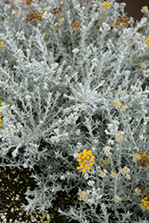 Silver Stitch Curry Bush (Helichrysum 'HYBHS18023') at Lakeshore Garden Centres