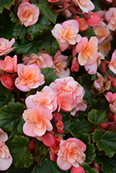 BK Collection Esmay Peach Begonia (Begonia 'Esmay Peach') at Lakeshore Garden Centres