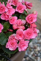 Frivola Pink Begonia (Begonia x hiemalis 'Frivola Pink') at Lakeshore Garden Centres