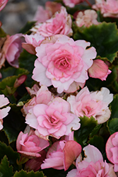 Glory Pink Begonia (Begonia x hiemalis 'Glory Pink') at Lakeshore Garden Centres