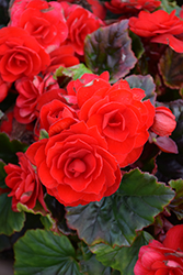 Carmen Red Begonia (Begonia x hiemalis 'Carmen Red') at Lakeshore Garden Centres