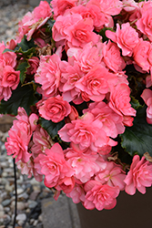 Chloe Coral Pink Begonia (Begonia x hiemalis 'Chloe Coral Pink') at Lakeshore Garden Centres