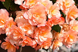 Solenia Apricot Begonia (Begonia x hiemalis 'Solenia Apricot') at Lakeshore Garden Centres