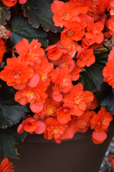 Solenia Chocolate Orange  Begonia (Begonia x hiemalis 'Solenia Chocolate Orange') at Lakeshore Garden Centres