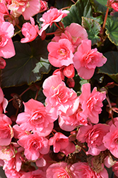 Solenia Light Pink Begonia (Begonia x hiemalis 'Solenia Light Pink') at Lakeshore Garden Centres