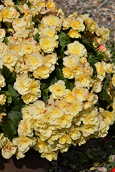 Solenia Yellow Begonia (Begonia x hiemalis 'Solenia Yellow') at Lakeshore Garden Centres