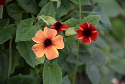 Sunny Susy Amber Stripes Black-Eyed Susan (Thunbergia alata 'Sunny Susy Amber Stripes') at Lakeshore Garden Centres