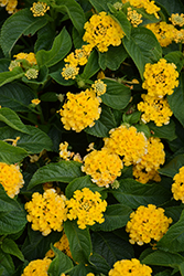 Gem Gold Lantana (Lantana camara 'Gem Gold') at Lakeshore Garden Centres