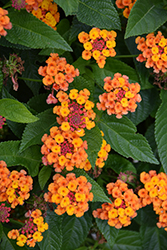 Gem Ruby Lantana (Lantana camara 'Gem Ruby') at Lakeshore Garden Centres