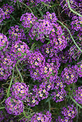 Stream Purple Sweet Alyssum (Lobularia maritima 'Stream Purple') at Lakeshore Garden Centres