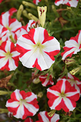 Amore King of Hearts Petunia (Petunia 'Amore King of Hearts') at Lakeshore Garden Centres