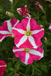 Amore Pink Heart Petunia (Petunia 'Amore Pink Heart') at Lakeshore Garden Centres
