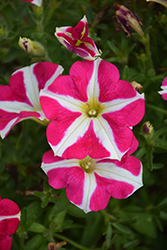Amore Pink Heart Petunia (Petunia 'Amore Pink Heart') at A Very Successful Garden Center