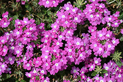 Vanessa Compact Violet Verbena (Verbena 'Vanessa Compact Violet') at Lakeshore Garden Centres