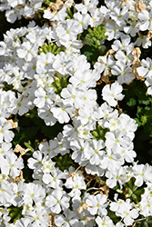 Vanessa Compact White Verbena (Verbena 'Vanessa Compact White') at Lakeshore Garden Centres