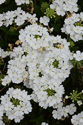 Vanessa White Verbena (Verbena 'Vanessa White') at Lakeshore Garden Centres
