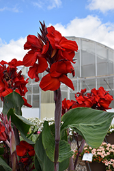 Fire Dragon Canna (Canna 'Fire Dragon') at Lakeshore Garden Centres