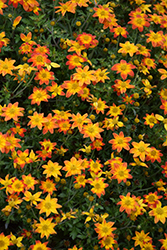 Campfire Flame Bidens (Bidens 'IMBIDCAMEM') at Lakeshore Garden Centres