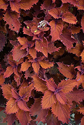 ColorBlaze Wicked Hot Coleus (Solenostemon scutellarioides 'Wicked Hot') at Lakeshore Garden Centres