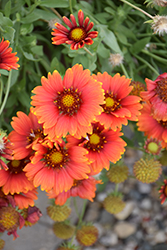Heat It Up Scarlet Blanket Flower (Gaillardia 'G15272') at Lakeshore Garden Centres