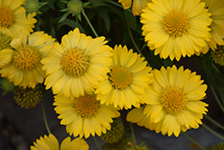 Heat It Up Yellow Blanket Flower (Gaillardia 'G15270') at Lakeshore Garden Centres
