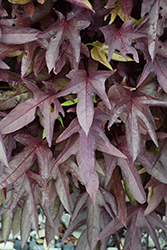 Sweet Caroline Red Hawk Sweet Potato Vine (Ipomoea batatas 'NCORNSP-026SCRH') at Lakeshore Garden Centres