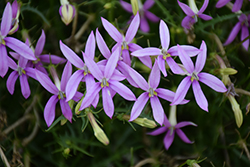 Patti's Pink Isotoma (Isotoma axillaris 'ISOPAPI') at Lakeshore Garden Centres