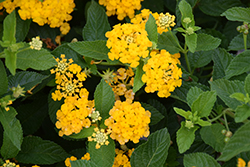 Luscious Goldengate Lantana (Lantana camara 'Luscious Goldengate') at Lakeshore Garden Centres