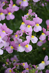 Aromance® Pink Nemesia (Nemesia 'INNEMAROPI') at A Very Successful Garden Center