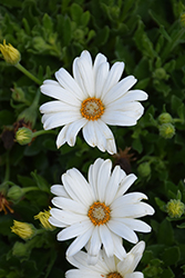 Bright Lights White African Daisy (Osteospermum 'Bright Lights White') at Lakeshore Garden Centres