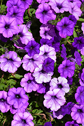 Supertunia Mini Vista Indigo Petunia (Petunia 'BBTUN93201') at Lakeshore Garden Centres