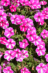 Supertunia Raspberry Rush Petunia (Petunia 'BBTUN91601M2') at Lakeshore Garden Centres