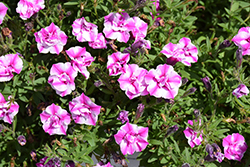 Supertunia Sharon Double Petunia (Petunia 'BBTUN22503') at Lakeshore Garden Centres