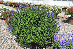 Rockin' Blue Suede Shoes Salvia (Salvia 'BBSAL01301') at A Very Successful Garden Center