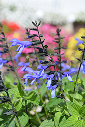 Rockin' Blue Suede Shoes Salvia (Salvia 'BBSAL01301') at Lakeshore Garden Centres