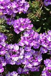 Superbena Sparkling Amethyst Verbena (Verbena 'VEAZ0019') at Lakeshore Garden Centres
