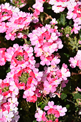 Superbena Sparkling Rose Verbena (Verbena 'RIKAV52102') at A Very Successful Garden Center