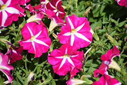 Surfinia Purple Starshine Petunia (Petunia 'Surfinia Purple Starshine') at Lakeshore Garden Centres