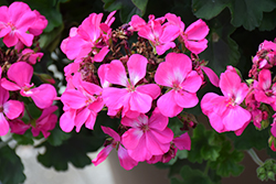 Calliope Medium Dark Pink Geranium (Pelargonium 'Calliope Medium Dark Pink') at Lakeshore Garden Centres