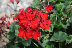Mojo Dark Red Geranium (Pelargonium 'Mojo Dark Red') at Lakeshore Garden Centres