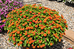 Hot Blooded Red Lantana (Lantana camara 'Hot Blooded Red') at Lakeshore Garden Centres