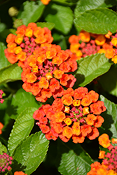 Hot Blooded Red Lantana (Lantana camara 'Hot Blooded Red') at Lakeshore Garden Centres