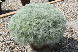Makana Silver Artemisia (Artemisia mauiensis 'TNARTMS') at Golden Acre Home & Garden
