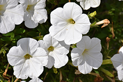 Cascadias Iceburg Petunia (Petunia 'Cascadias Iceburg') at Lakeshore Garden Centres