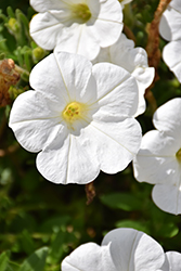 Cascadias Iceburg Petunia (Petunia 'Cascadias Iceburg') at Lakeshore Garden Centres