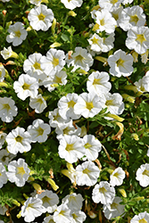 Littletunia White Grace Petunia (Petunia 'Littletunia White Grace') at Lakeshore Garden Centres