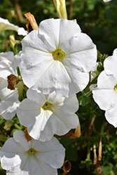 Ray White Petunia (Petunia 'Ray White') at Lakeshore Garden Centres