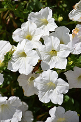 Opera Supreme White Petunia (Petunia 'Opera Supreme White') at Lakeshore Garden Centres