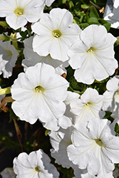 Easy Wave White Petunia (Petunia 'Easy Wave White') at Golden Acre Home & Garden